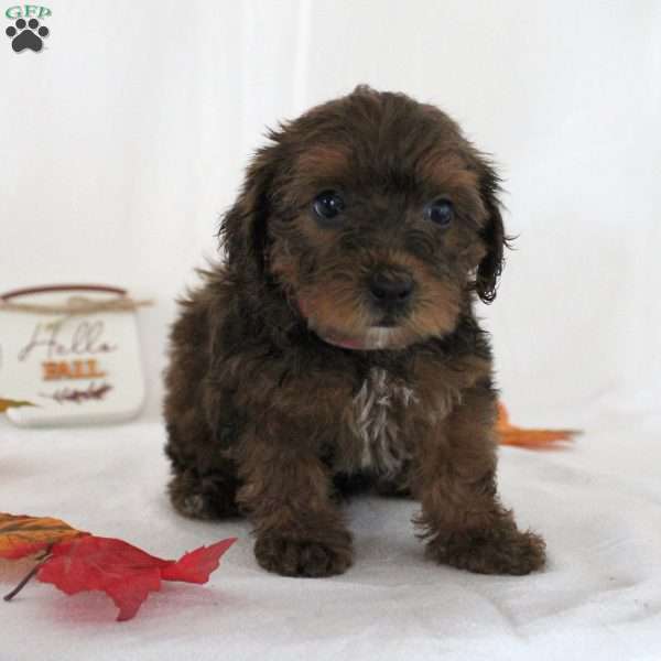 Janet, Yorkie Poo Puppy